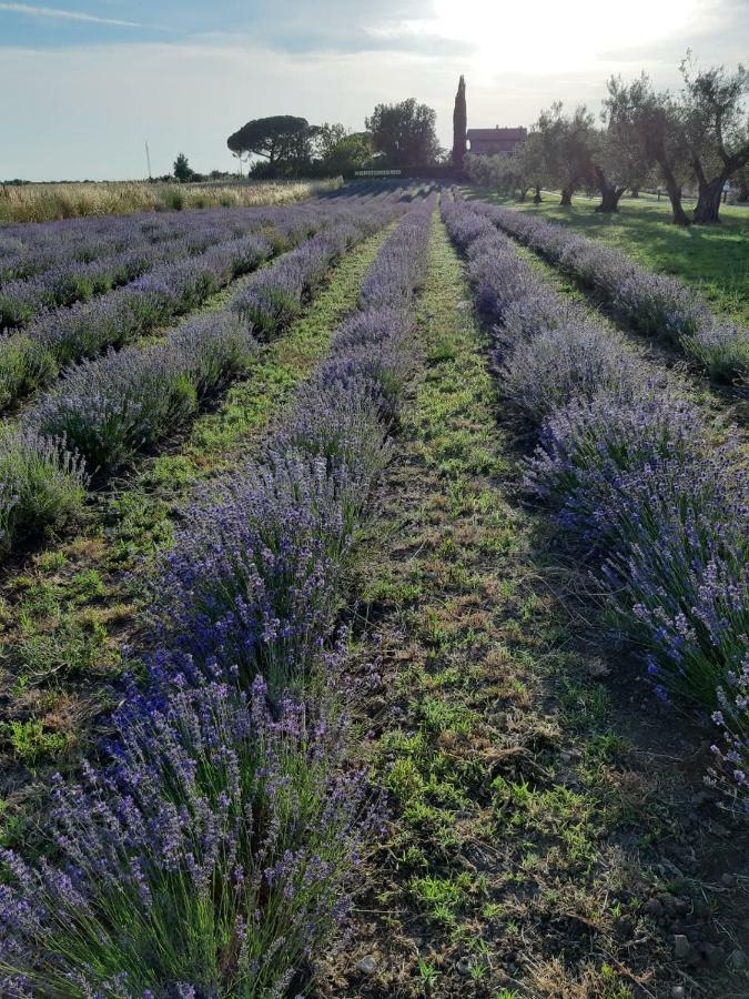 Tenuta Di Pontesodo Montalto di Castro Kültér fotó