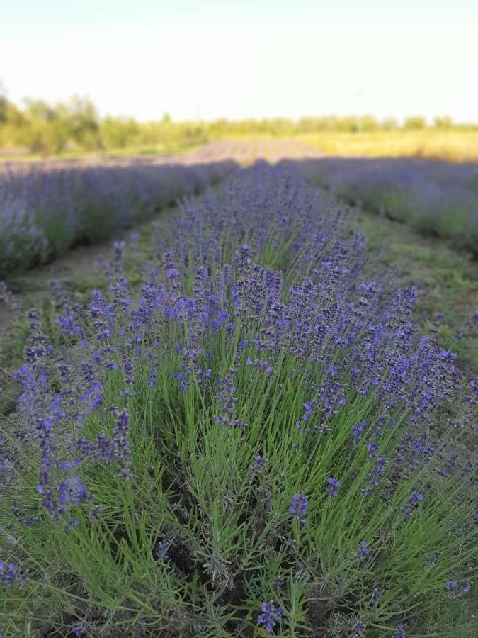 Tenuta Di Pontesodo Montalto di Castro Kültér fotó